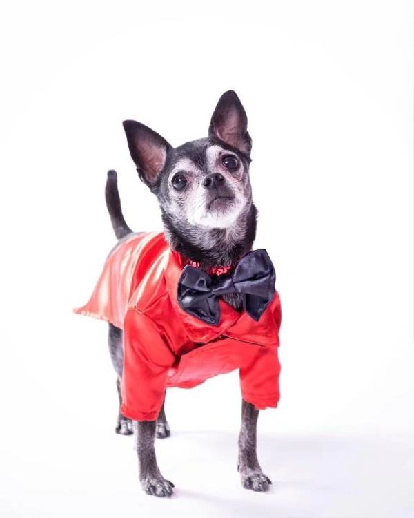 The Posh Pet Boutique Dog Clothes, Dog Boutique